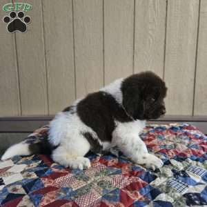 Lenny, Newfoundland Puppy