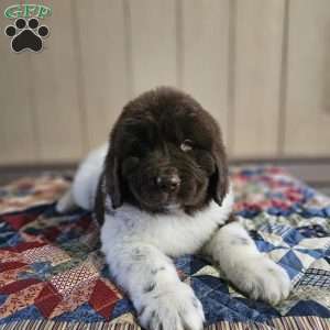 Lenny, Newfoundland Puppy