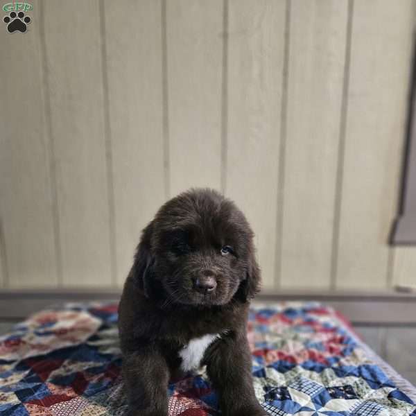 Kenny, Newfoundland Puppy