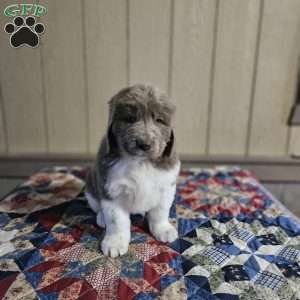 Grace, Newfoundland Puppy