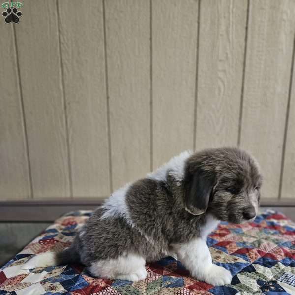 Grace, Newfoundland Puppy