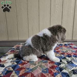 Grace, Newfoundland Puppy