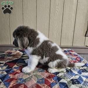 Grace, Newfoundland Puppy