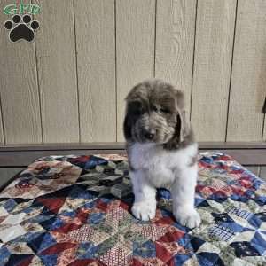 Grace, Newfoundland Puppy