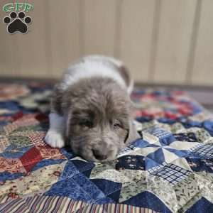 Grace, Newfoundland Puppy