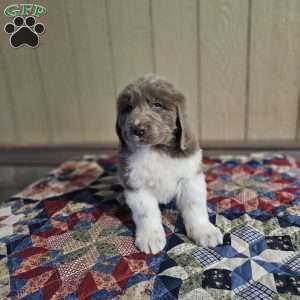 Grace, Newfoundland Puppy