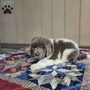 Grace, Newfoundland Puppy