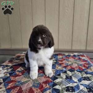 Wendy, Newfoundland Puppy
