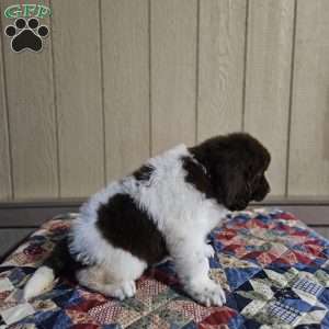 Wendy, Newfoundland Puppy