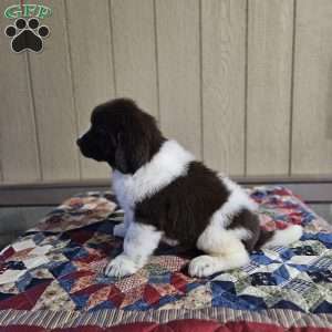 Wendy, Newfoundland Puppy