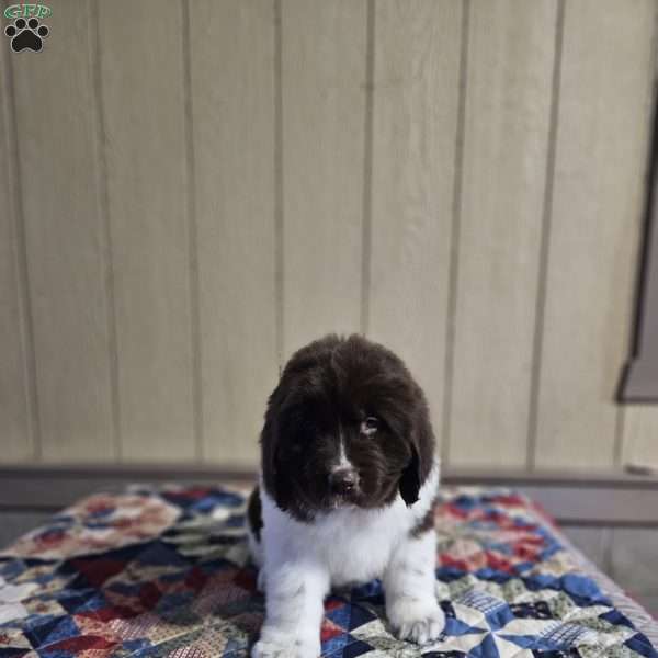 Wendy, Newfoundland Puppy