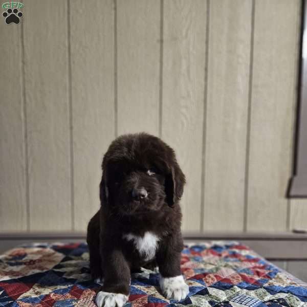 Morgan, Newfoundland Puppy