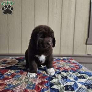 Morgan, Newfoundland Puppy