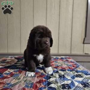 Morgan, Newfoundland Puppy