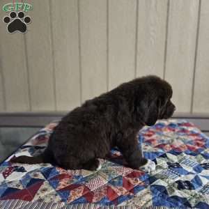 Morgan, Newfoundland Puppy