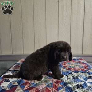 Morgan, Newfoundland Puppy