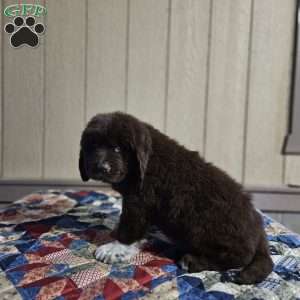Morgan, Newfoundland Puppy