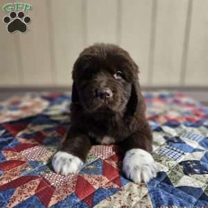 Morgan, Newfoundland Puppy