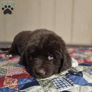 Morgan, Newfoundland Puppy