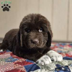 Morgan, Newfoundland Puppy