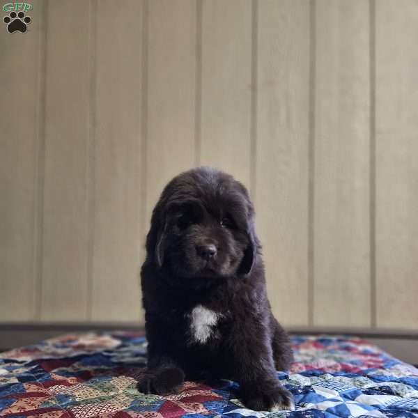 Robin, Newfoundland Puppy