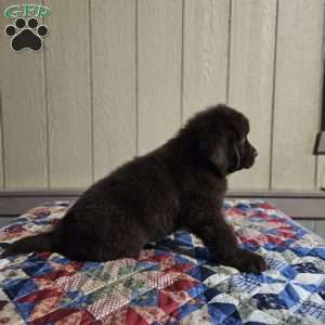 Diane, Newfoundland Puppy