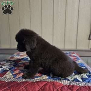 Diane, Newfoundland Puppy