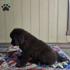 Diane, Newfoundland Puppy