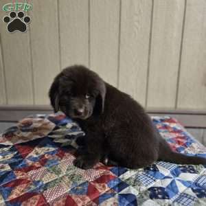 Diane, Newfoundland Puppy