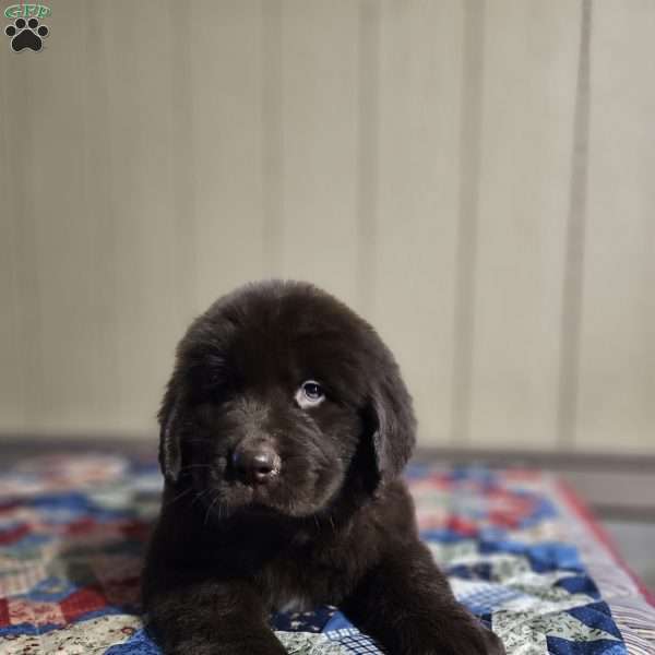 Diane, Newfoundland Puppy