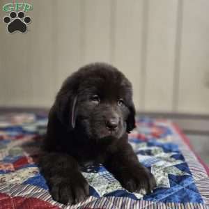 Diane, Newfoundland Puppy