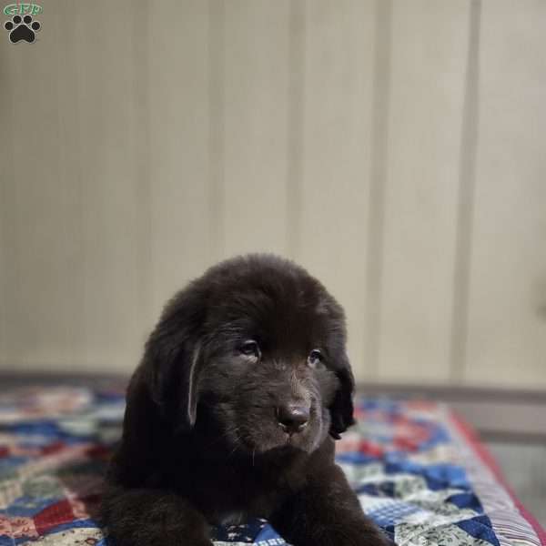 Diane, Newfoundland Puppy