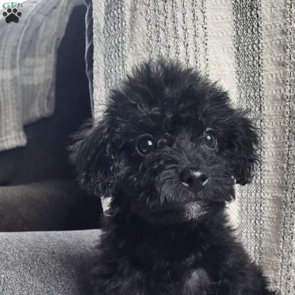 Trixie, Miniature Poodle Mix Puppy