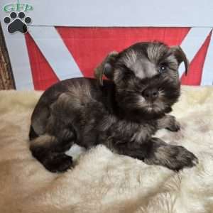 Celia, Miniature Schnauzer Puppy