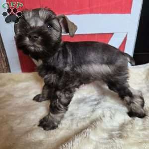 Celia, Miniature Schnauzer Puppy