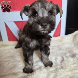 Celia, Miniature Schnauzer Puppy