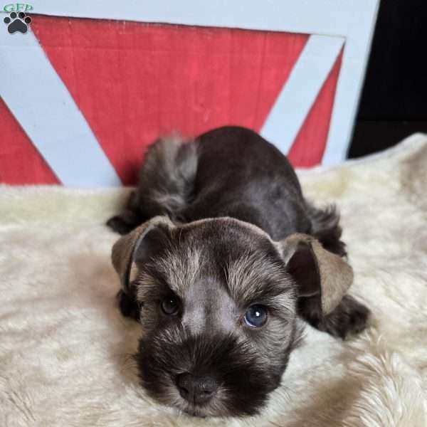 Celia, Miniature Schnauzer Puppy