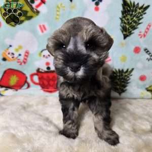 Mike Wazowski, Miniature Schnauzer Puppy