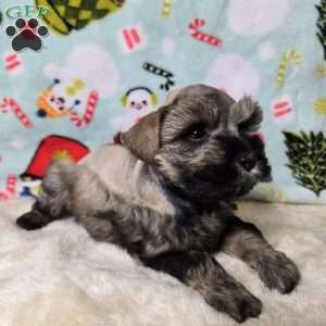 Mike Wazowski, Miniature Schnauzer Puppy