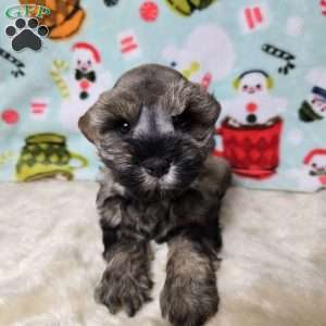 Mike Wazowski, Miniature Schnauzer Puppy