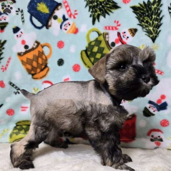 Mike Wazowski, Miniature Schnauzer Puppy