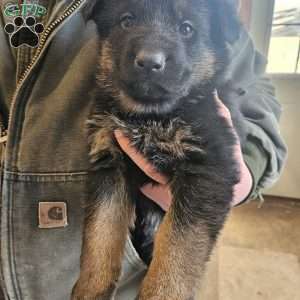 Bingo, German Shepherd Puppy