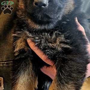 Bingo, German Shepherd Puppy