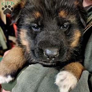Socks, German Shepherd Puppy