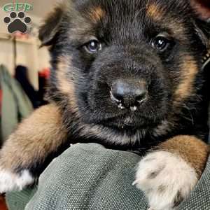 Socks, German Shepherd Puppy