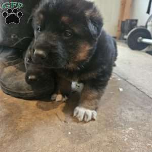 Socks, German Shepherd Puppy