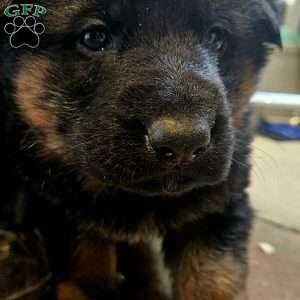 Socks, German Shepherd Puppy