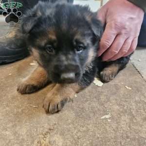 Snickers, German Shepherd Puppy