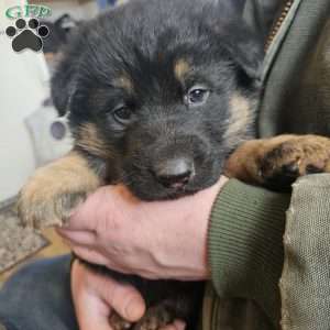 Snickers, German Shepherd Puppy