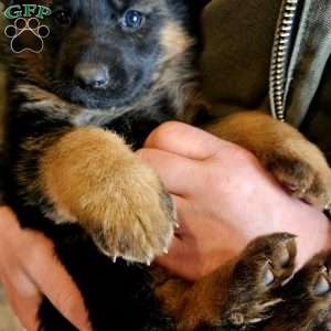 Bluey, German Shepherd Puppy